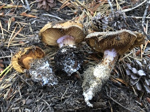  ( - HAY-F-007057)  @11 [ ] by-nc (2023) Dean Lyons Fungal Diversity Survey