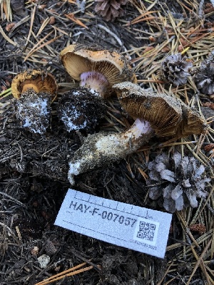  ( - HAY-F-007057)  @11 [ ] by-nc (2023) Dean Lyons Fungal Diversity Survey