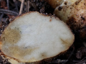  (Rhizopogon sp. CA02 x PNW02 - HAY-F-006991)  @11 [ ] by-nc (2023) Dean Lyons Fungal Diversity Survey