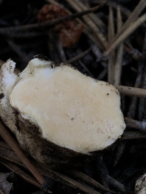  ( - HAY-F-006992)  @11 [ ] by-nc (2023) Dean Lyons Fungal Diversity Survey