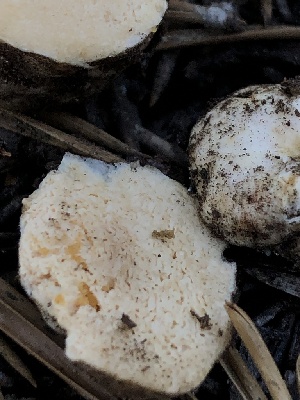  ( - HAY-F-006992)  @11 [ ] by-nc (2023) Dean Lyons Fungal Diversity Survey