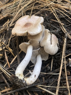  ( - HAY-F-007042)  @11 [ ] by-nc (2023) Dean Lyons Fungal Diversity Survey
