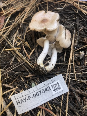  ( - HAY-F-007042)  @11 [ ] by-nc (2023) Dean Lyons Fungal Diversity Survey