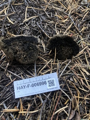  ( - HAY-F-006996)  @11 [ ] by-nc (2023) Dean Lyons Fungal Diversity Survey