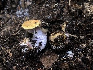  (Calonarius barbaricus - HAY-F-007040)  @11 [ ] by-nc (2023) Dean Lyons Fungal Diversity Survey