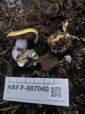  ( - HAY-F-007040)  @11 [ ] by-nc (2023) Dean Lyons Fungal Diversity Survey
