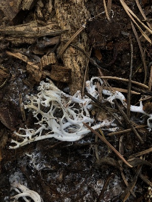  (Lentaria sp. CA01 - HAY-F-006997)  @11 [ ] by-nc (2023) Dean Lyons Fungal Diversity Survey