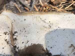  ( - HAY-F-007038)  @11 [ ] by-nc (2023) Dean Lyons Fungal Diversity Survey