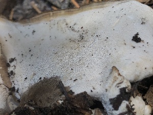  ( - HAY-F-007038)  @11 [ ] by-nc (2023) Dean Lyons Fungal Diversity Survey