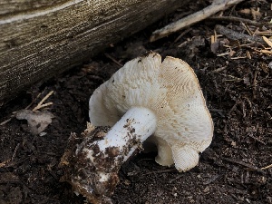 ( - HAY-F-007002)  @11 [ ] by-nc (2023) Dean Lyons Fungal Diversity Survey