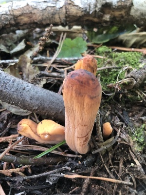  (Clavariadelphus sp. PNW05 - HAY-F-007011)  @11 [ ] by-nc (2023) Dean Lyons Fungal Diversity Survey