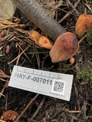  ( - HAY-F-007011)  @11 [ ] by-nc (2023) Dean Lyons Fungal Diversity Survey
