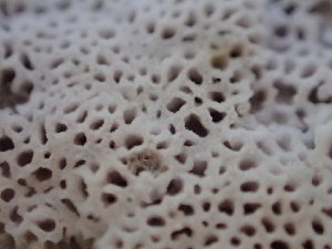  ( - HAY-F-007041)  @11 [ ] by-nc (2023) Dean Lyons Fungal Diversity Survey