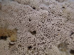 ( - HAY-F-007041)  @11 [ ] by-nc (2023) Dean Lyons Fungal Diversity Survey