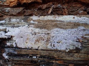  ( - HAY-F-007041)  @11 [ ] by-nc (2023) Dean Lyons Fungal Diversity Survey
