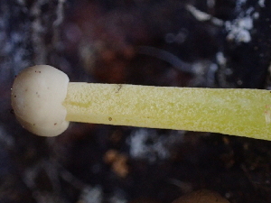  ( - HAY-F-006998)  @11 [ ] by-nc (2023) Dean Lyons Fungal Diversity Survey