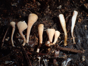  (Clavariadelphus mucronatus - HAY-F-007039)  @11 [ ] by-nc (2023) Dean Lyons Fungal Diversity Survey