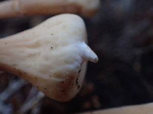  ( - HAY-F-007039)  @11 [ ] by-nc (2023) Dean Lyons Fungal Diversity Survey