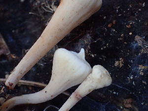  ( - HAY-F-007039)  @11 [ ] by-nc (2023) Dean Lyons Fungal Diversity Survey