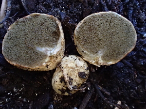  (Rhizopogon sp. CA03 - HAY-F-007010)  @11 [ ] by-nc (2023) Dean Lyons Fungal Diversity Survey