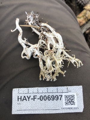  ( - HAY-F-006997)  @11 [ ] by-nc (2023) Dean Lyons Fungal Diversity Survey
