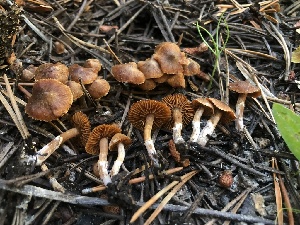  ( - HAY-F-007015)  @11 [ ] by-nc (2023) Dean Lyons Fungal Diversity Survey