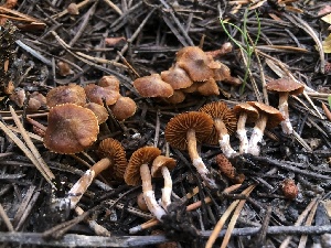  ( - HAY-F-007015)  @11 [ ] by-nc (2023) Dean Lyons Fungal Diversity Survey