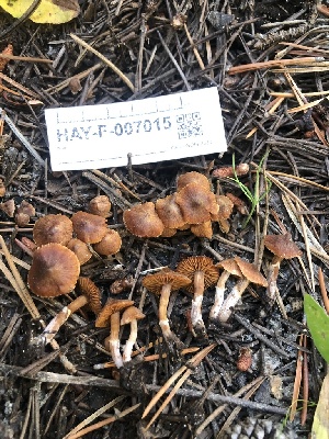  ( - HAY-F-007015)  @11 [ ] by-nc (2023) Dean Lyons Fungal Diversity Survey