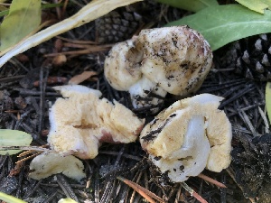  (Russula sp. CA17 - HAY-F-007016)  @11 [ ] by-nc (2023) Dean Lyons Fungal Diversity Survey