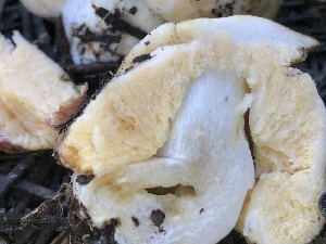  ( - HAY-F-007016)  @11 [ ] by-nc (2023) Dean Lyons Fungal Diversity Survey