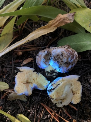  ( - HAY-F-007016)  @11 [ ] by-nc (2023) Dean Lyons Fungal Diversity Survey