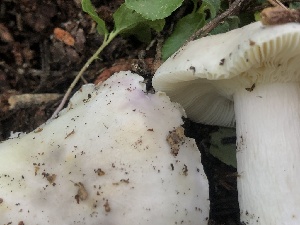  ( - HAY-F-007020)  @11 [ ] by-nc (2023) Dean Lyons Fungal Diversity Survey