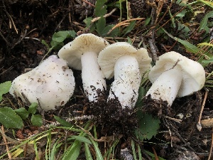  ( - HAY-F-007020)  @11 [ ] by-nc (2023) Dean Lyons Fungal Diversity Survey