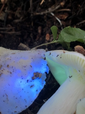  ( - HAY-F-007020)  @11 [ ] by-nc (2023) Dean Lyons Fungal Diversity Survey