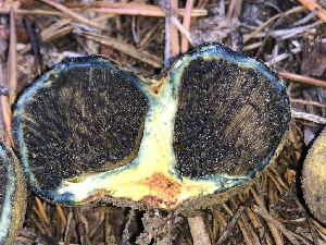  ( - HAY-F-007021)  @11 [ ] by-nc (2023) Dean Lyons Fungal Diversity Survey