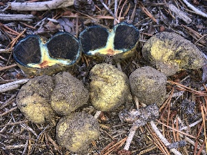  ( - HAY-F-007021)  @11 [ ] by-nc (2023) Dean Lyons Fungal Diversity Survey