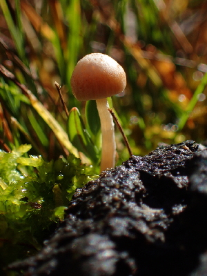  (Deconica sp. CA03 - HAY-F-007014)  @11 [ ] by-nc (2023) Dean Lyons Fungal Diversity Survey