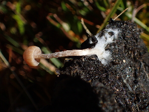  ( - HAY-F-007014)  @11 [ ] by-nc (2023) Dean Lyons Fungal Diversity Survey