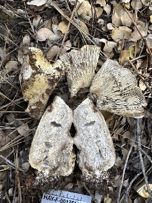  (Russula sp. acrifolia-CA01 - HAY-F-001751)  @11 [ ] by-nc (2023) Bat Vardeh Fungal Diversity Survey