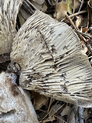  ( - HAY-F-001751)  @11 [ ] by-nc (2023) Bat Vardeh Fungal Diversity Survey