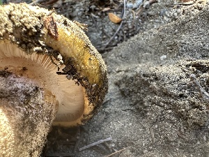  ( - HAY-F-001750)  @11 [ ] by-nc (2023) Bat Vardeh Fungal Diversity Survey