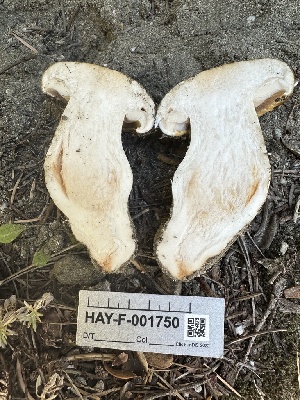 ( - HAY-F-001750)  @11 [ ] by-nc (2023) Bat Vardeh Fungal Diversity Survey