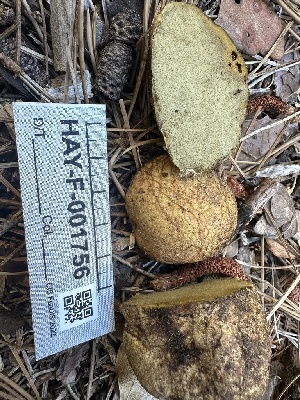  ( - HAY-F-001756)  @11 [ ] by-nc (2023) Bat Vardeh Fungal Diversity Survey