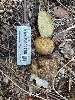 ( - HAY-F-001756)  @11 [ ] by-nc (2023) Bat Vardeh Fungal Diversity Survey