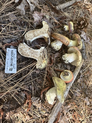  ( - HAY-F-001746)  @11 [ ] by-nc (2023) Bat Vardeh Fungal Diversity Survey