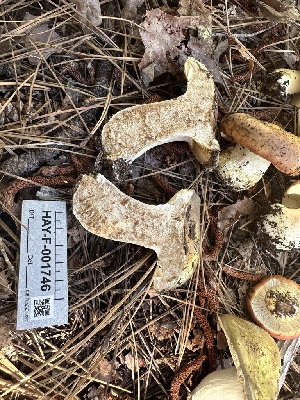  ( - HAY-F-001746)  @11 [ ] by-nc (2023) Bat Vardeh Fungal Diversity Survey
