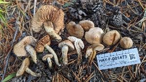  (Hebeloma alpinicola - HAY-F-001473)  @11 [ ] c (2023) Michelle C. Torres-Grant Fungal Diversity Survey