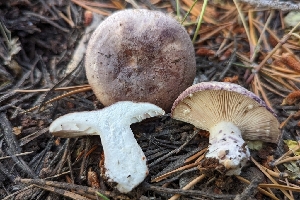  ( - HAY-F-001478)  @11 [ ] c (2023) Michelle C. Torres-Grant Fungal Diversity Survey