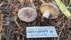  ( - HAY-F-001478)  @11 [ ] c (2023) Michelle C. Torres-Grant Fungal Diversity Survey