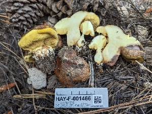  ( - HAY-F-001466)  @11 [ ] c (2023) Michelle C. Torres-Grant Fungal Diversity Survey
